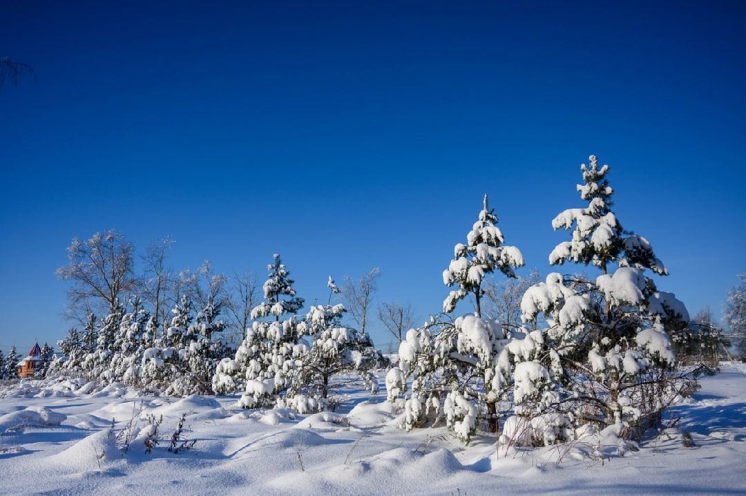 Сергиев Посад, Сергиево-Посадский округ, Лес, Безопасность