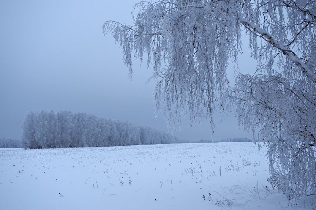 Сергиев Посад, Сергиево-Посадский округ, Лес, Безопасность