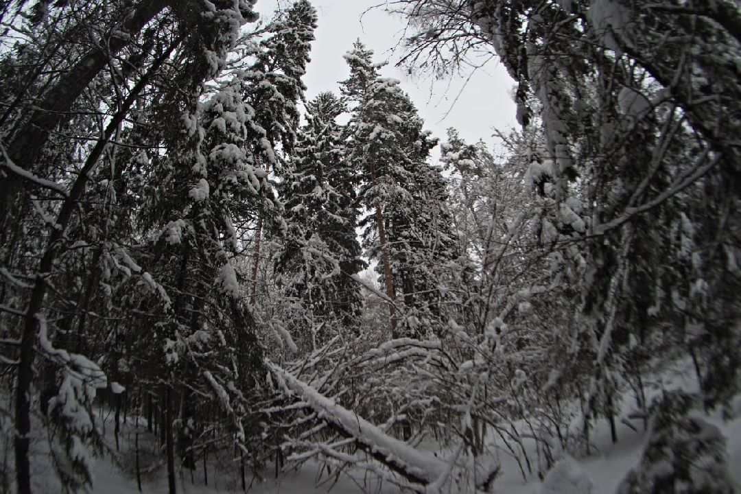 Сергиев Посад, Сергиево-Посадский округ, Лес, Безопасность