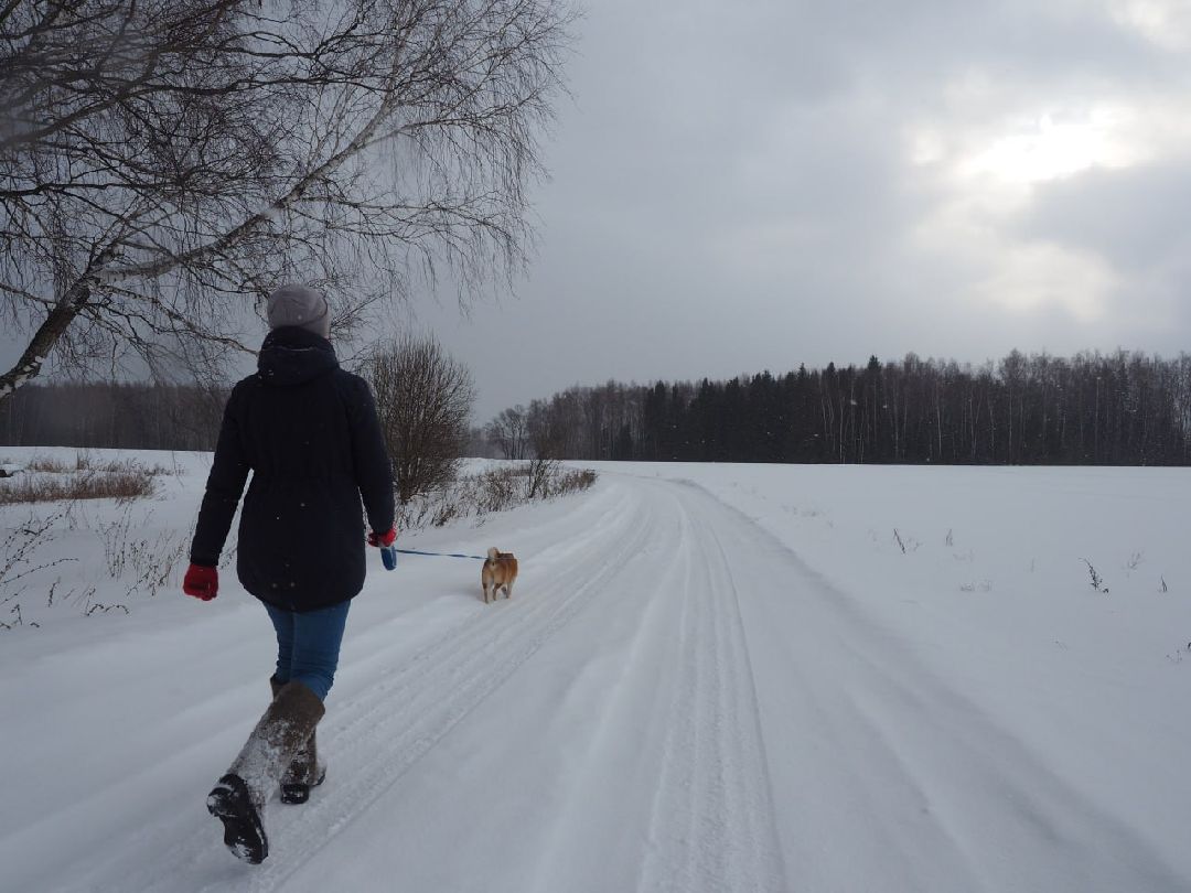 Сергиев Посад, Сергиево-Посадский округ, Лес, Безопасность