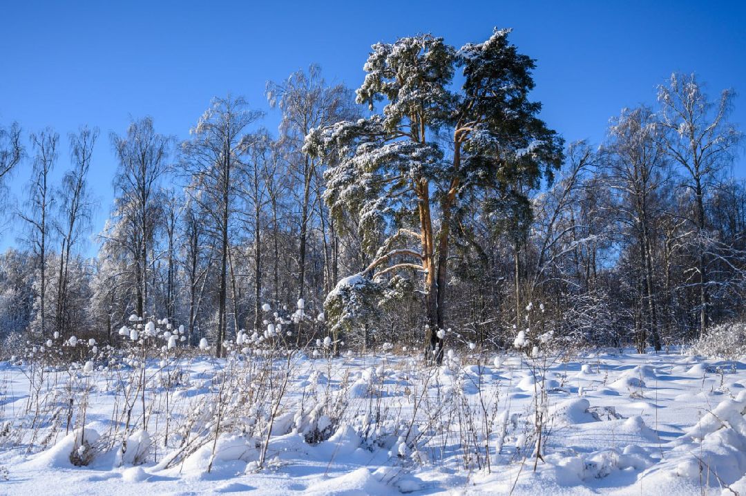 Сергиев Посад, Сергиево-Посадский округ, Лес, Безопасность