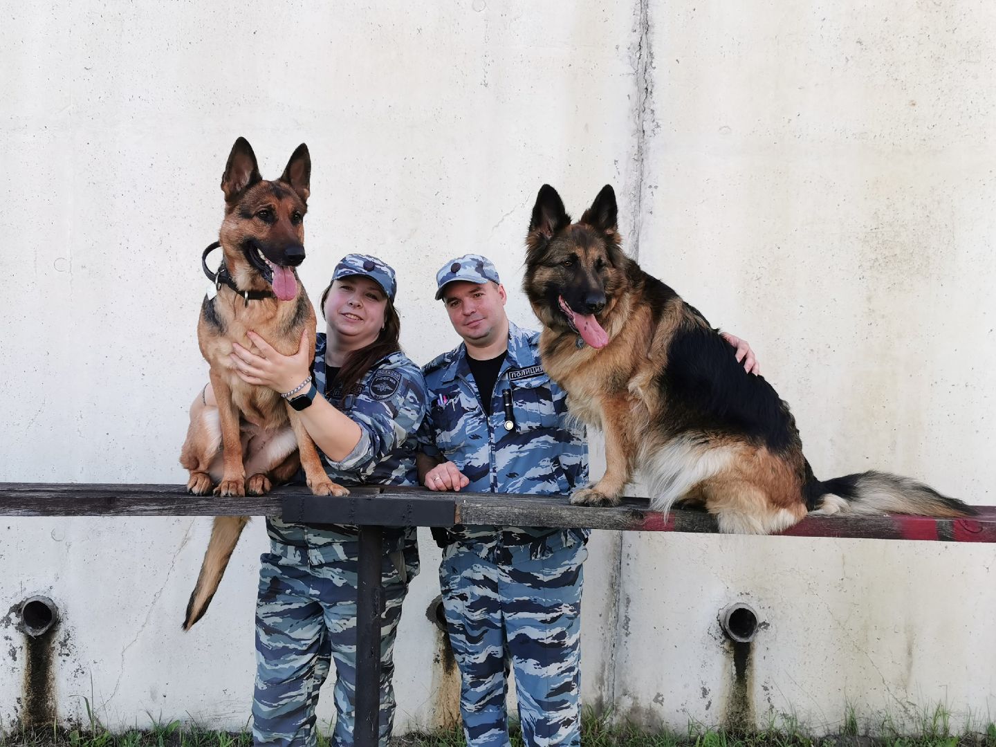 Подольск, полиция, собаки