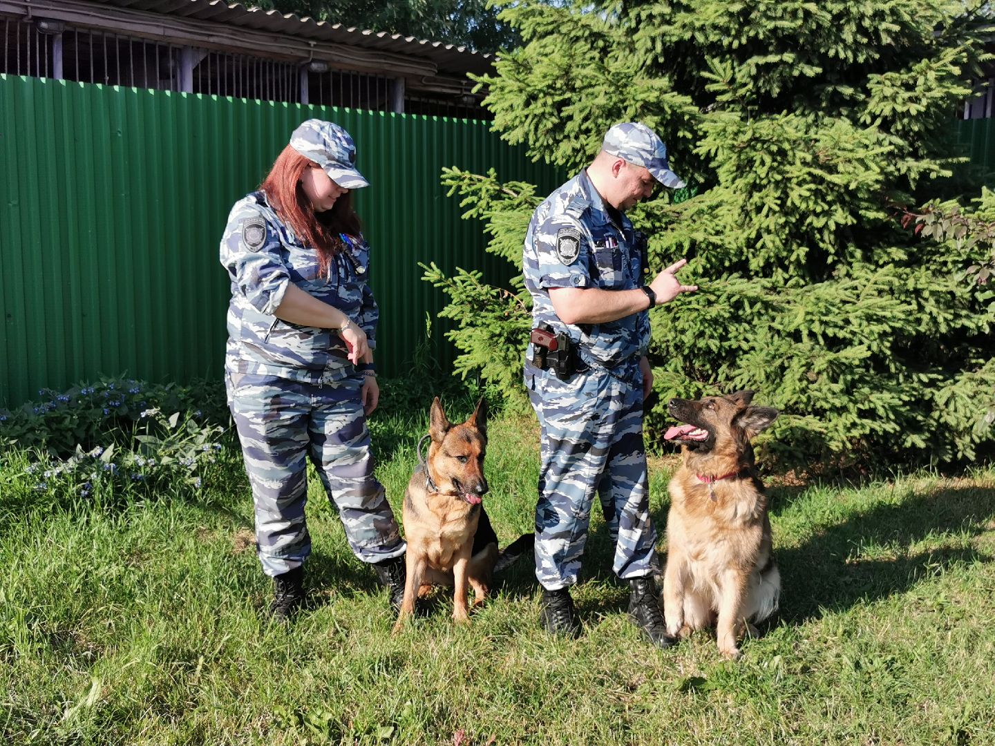 Подольск, полиция, собаки