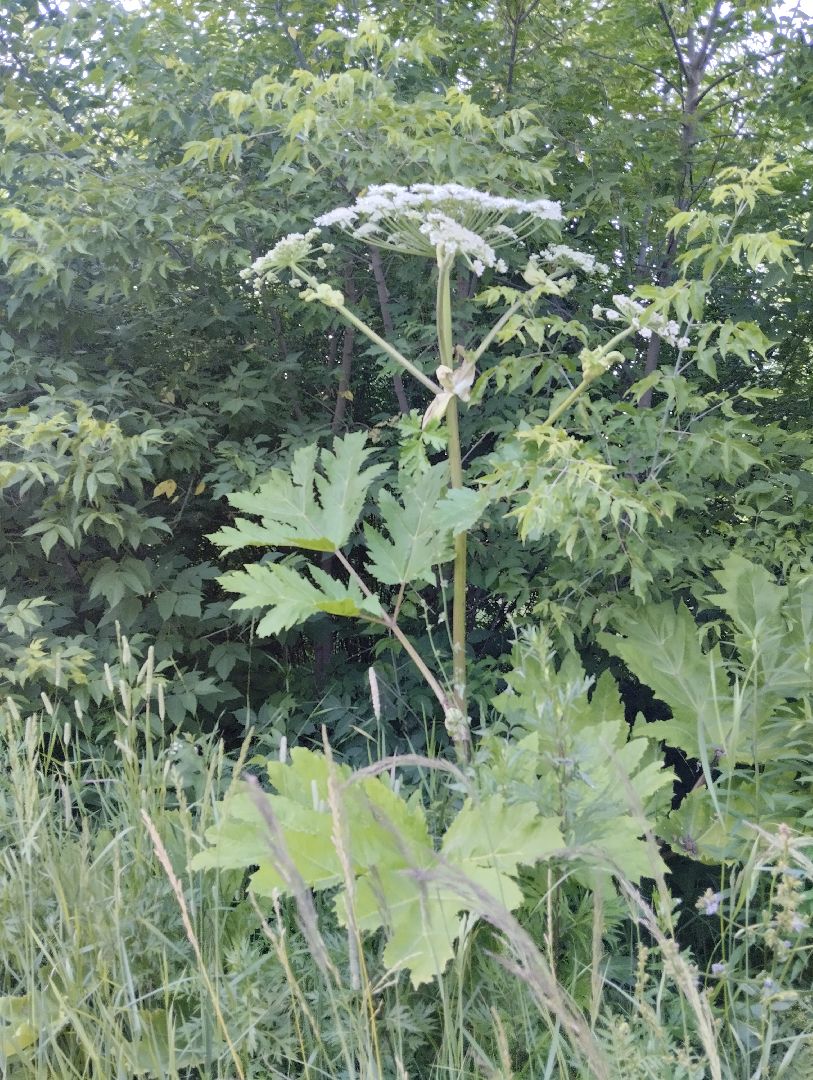 Борщевик Сосновского, Лесничество, Мособллес, Старая Купавна, Богородский городской округ