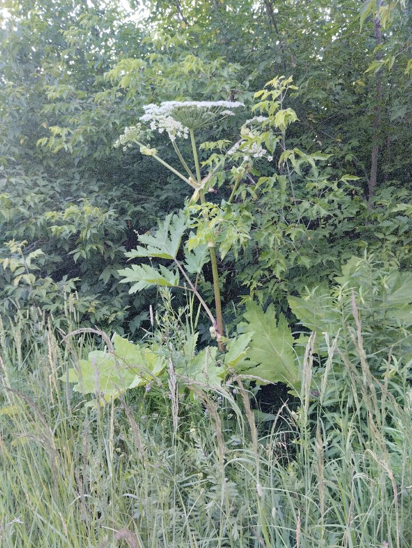 Борщевик Сосновского, Лесничество, Мособллес, Старая Купавна, Богородский городской округ