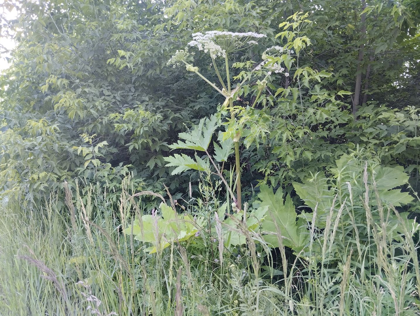 Борщевик Сосновского, Лесничество, Мособллес, Старая Купавна, Богородский городской округ