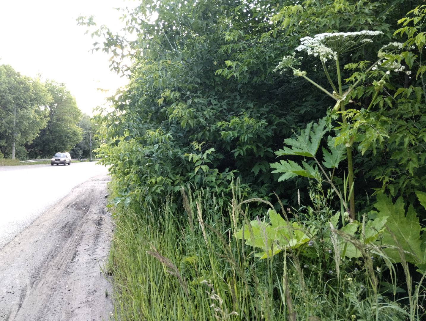 Борщевик Сосновского, Лесничество, Мособллес, Старая Купавна, Богородский городской округ