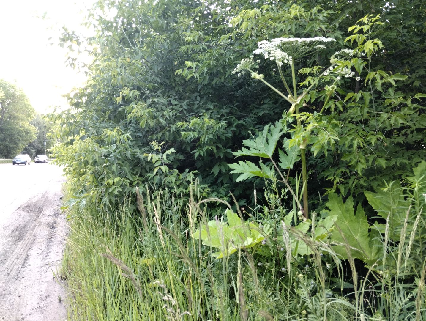 Борщевик Сосновского, Лесничество, Мособллес, Старая Купавна, Богородский городской округ