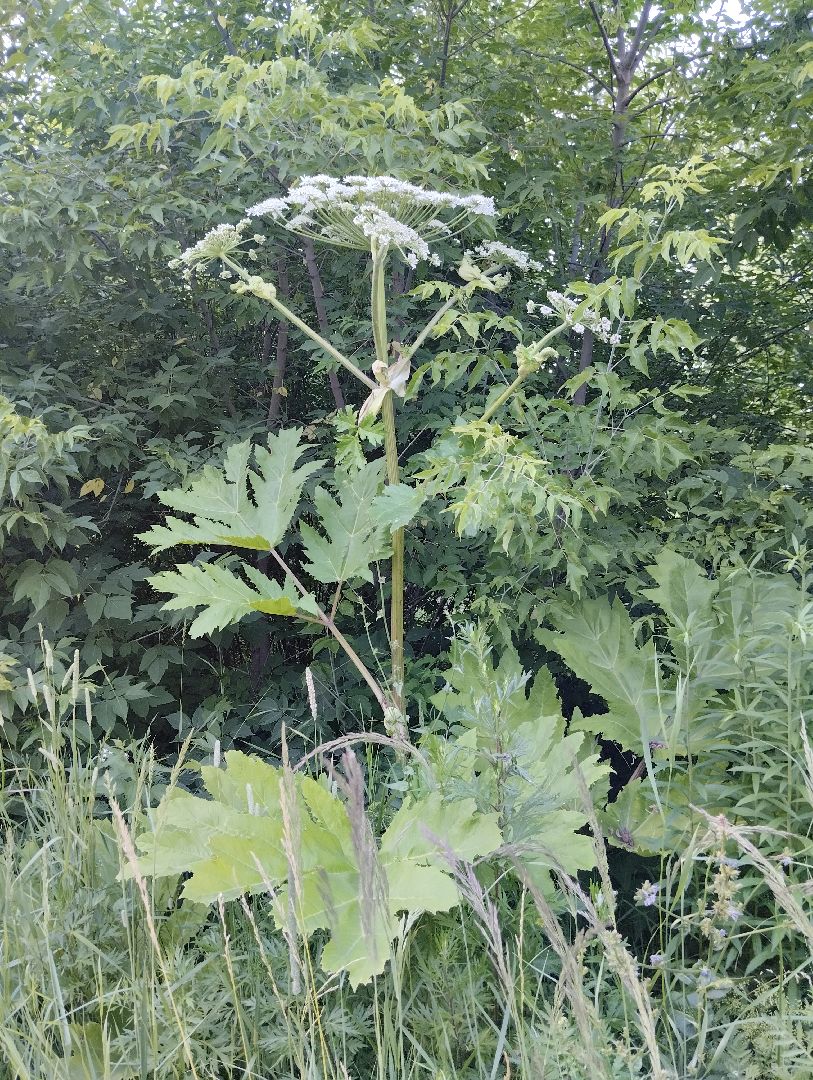 Борщевик Сосновского, Лесничество, Мособллес, Старая Купавна, Богородский городской округ