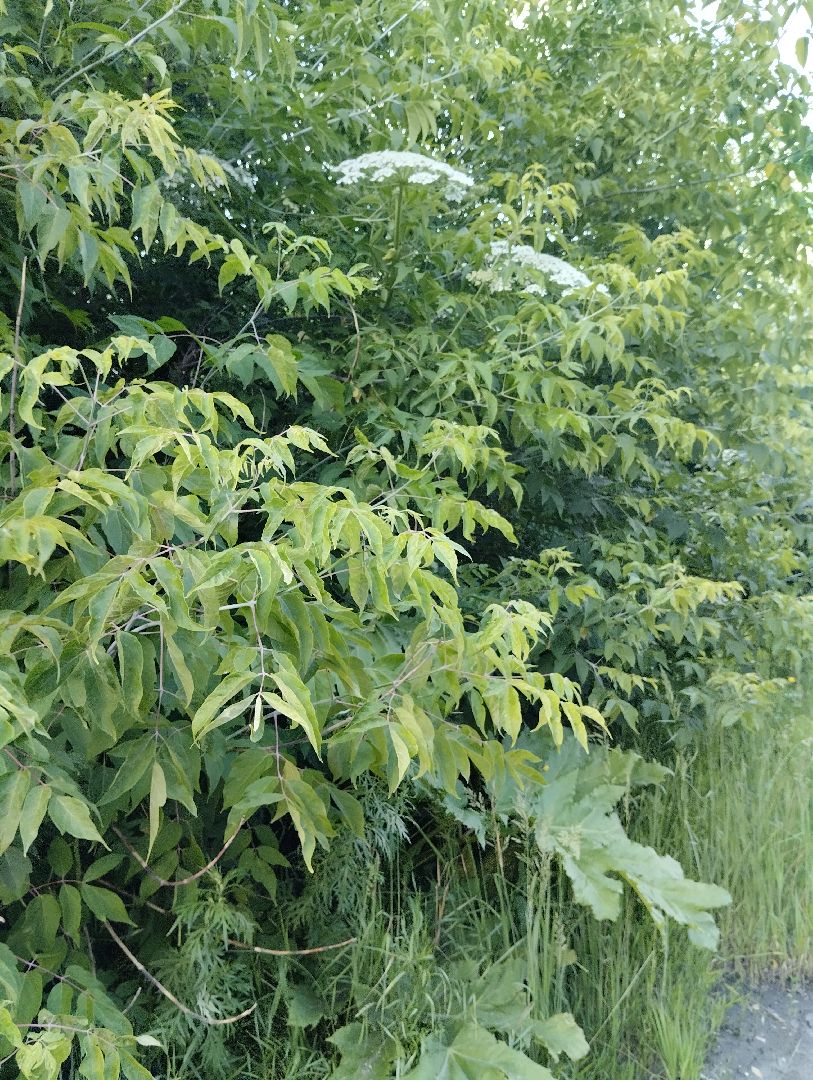Борщевик Сосновского, Лесничество, Мособллес, Старая Купавна, Богородский городской округ