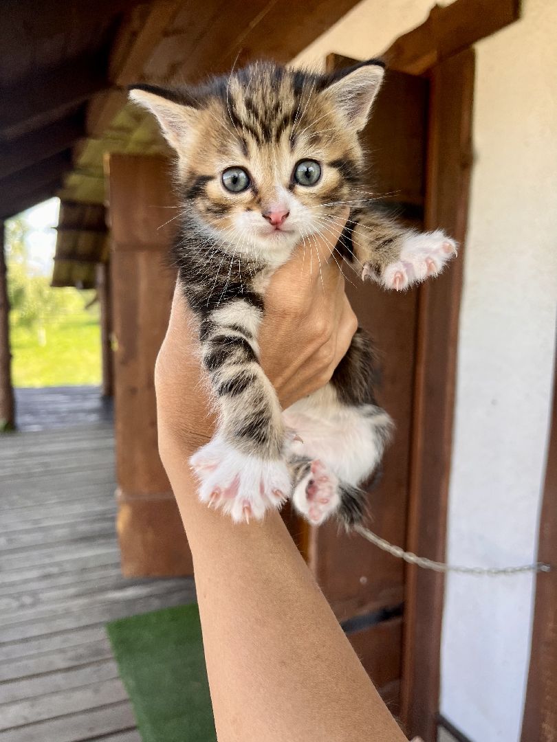 Шаховская, сельское хозяйство, коровы, молоко