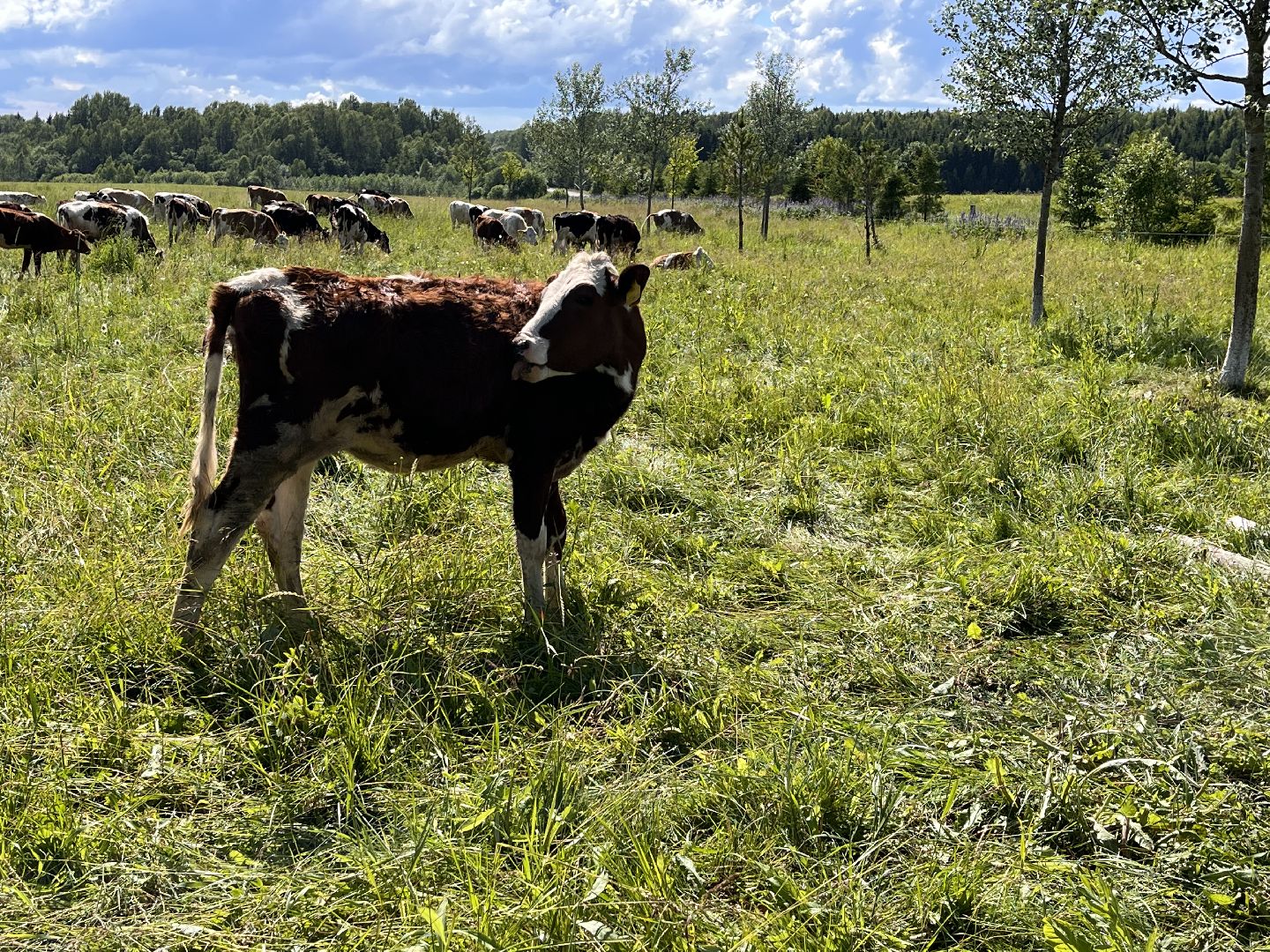 Шаховская, сельское хозяйство, коровы, молоко