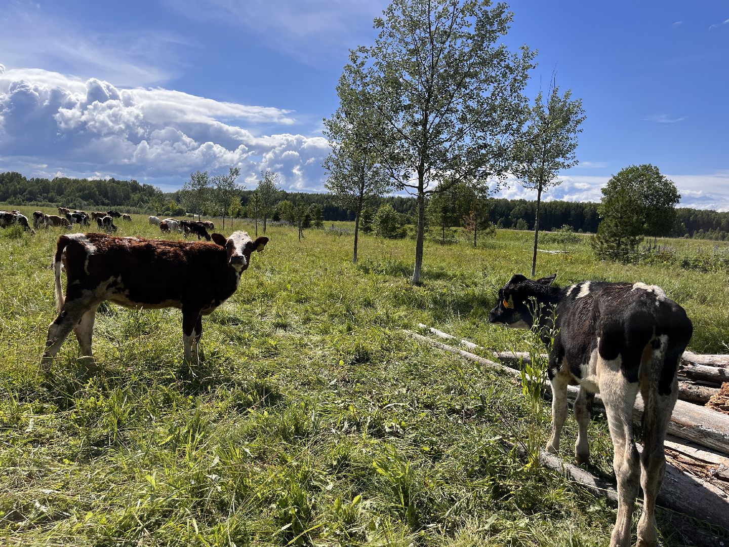 Шаховская, сельское хозяйство, коровы, молоко