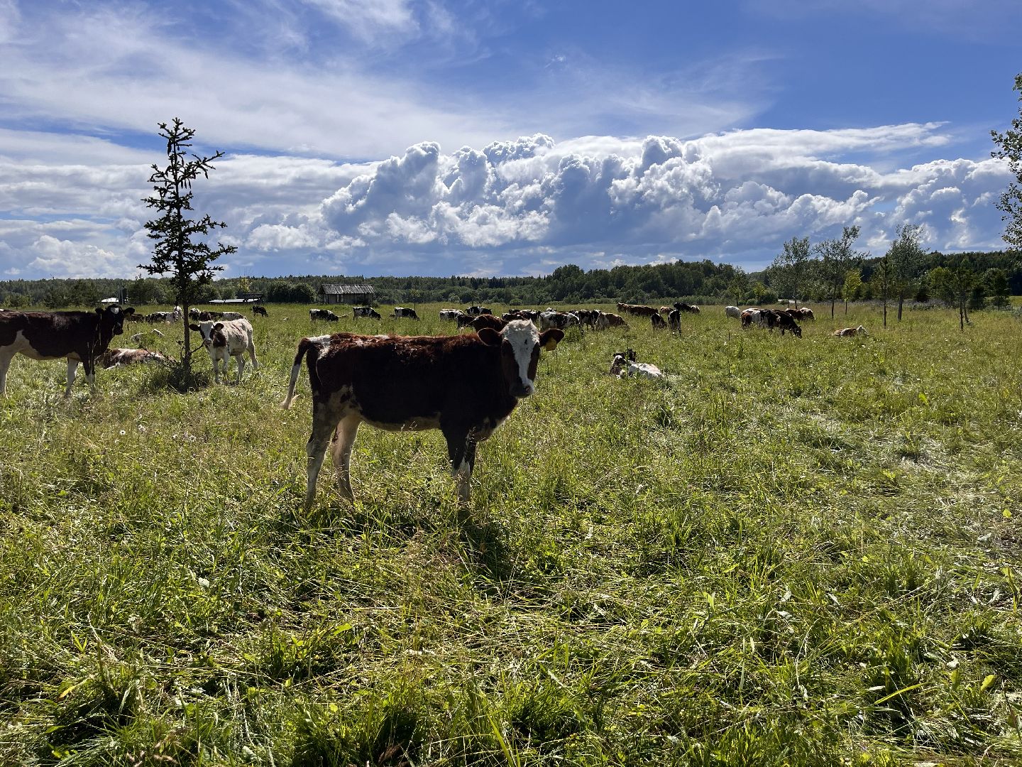 Шаховская, сельское хозяйство, коровы, молоко