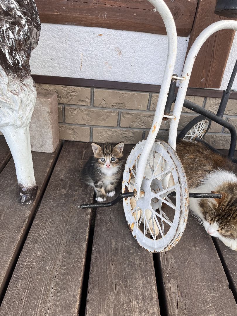 Шаховская, сельское хозяйство, коровы, молоко