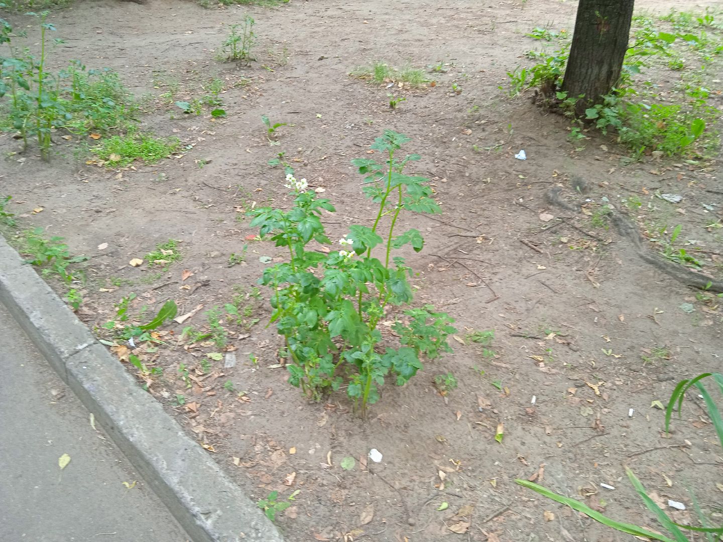 картошка, набережная, Циолковского