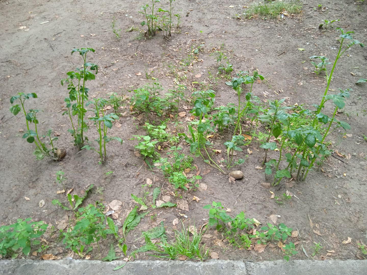 картошка, набережная, Циолковского