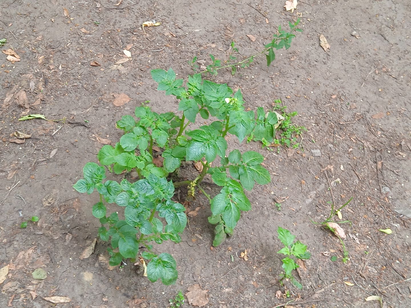 картошка, набережная, Циолковского