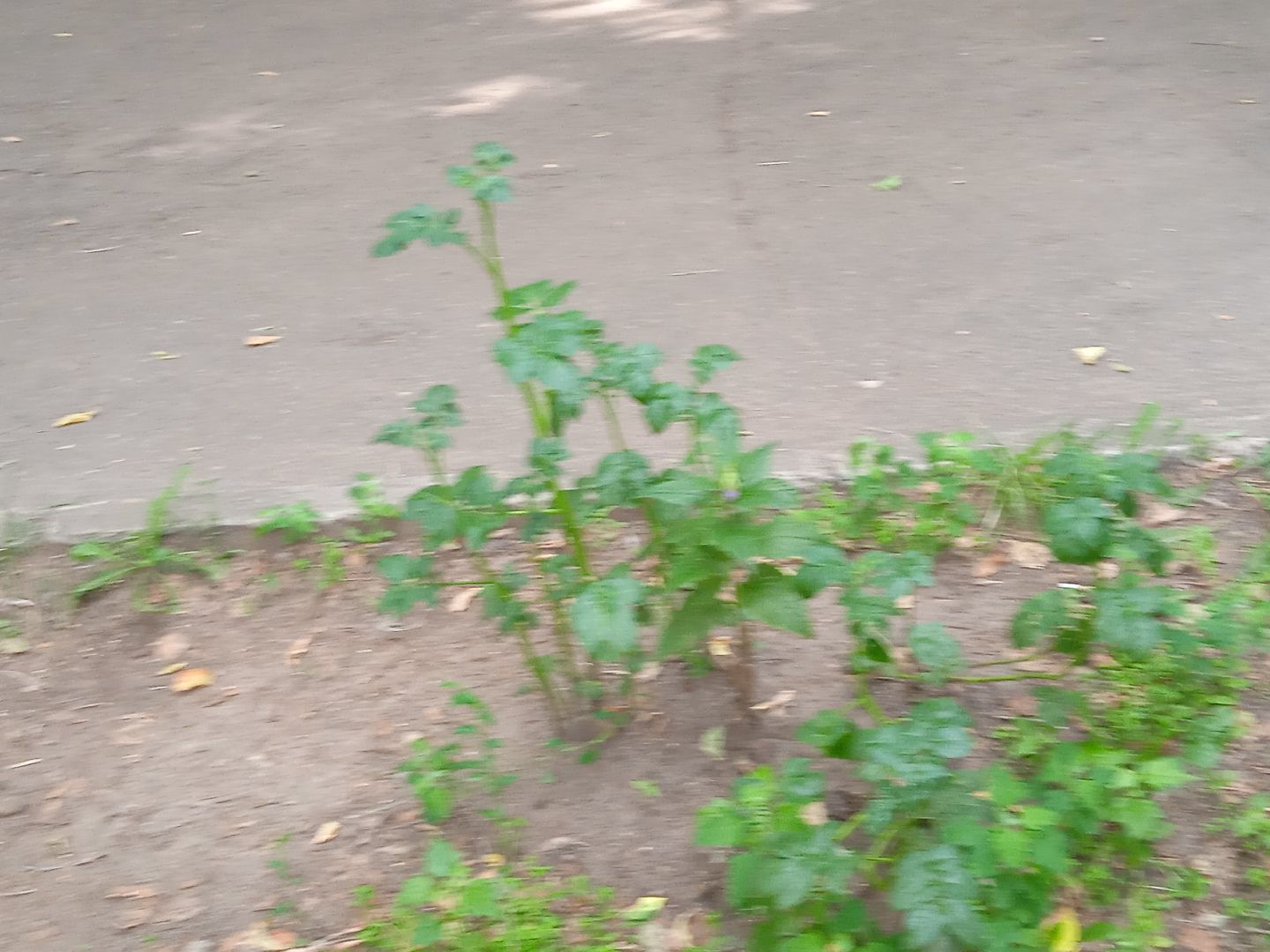 картошка, набережная, Циолковского