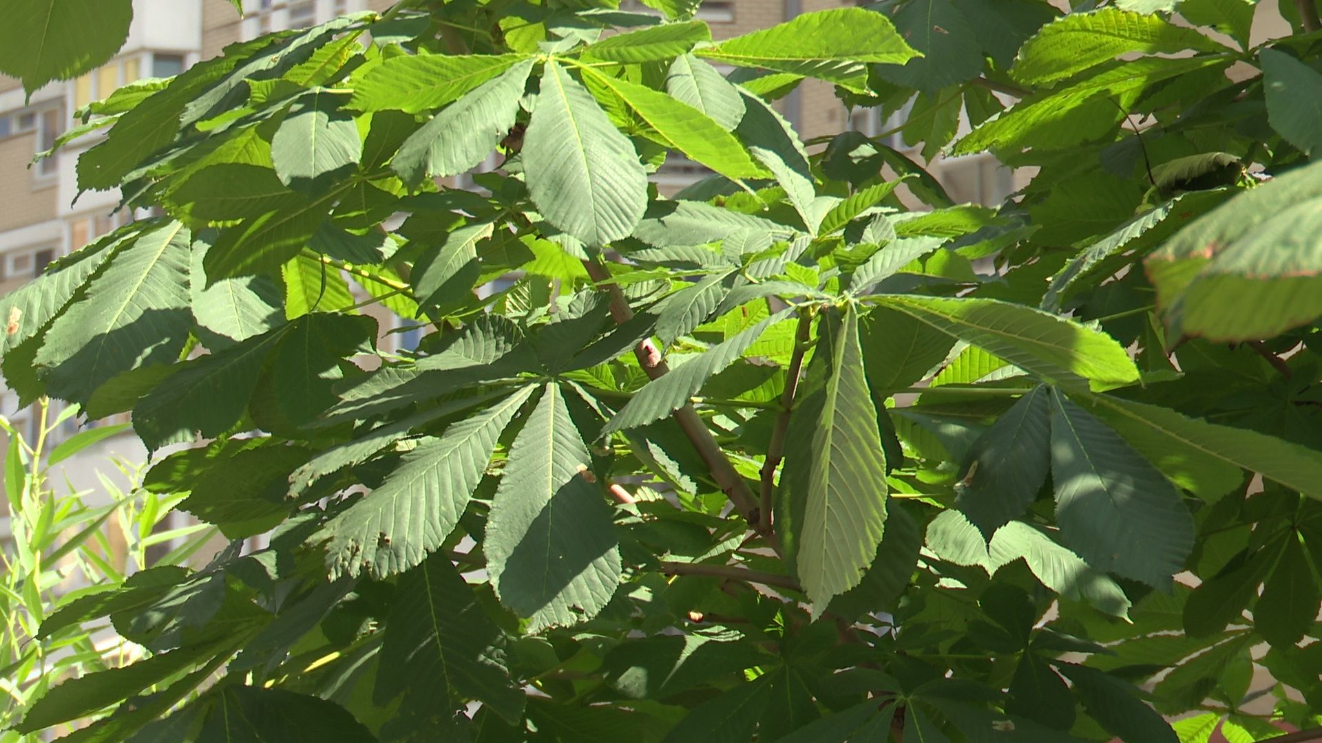 Реутов, благоустройство, конкурс главы, комфорт