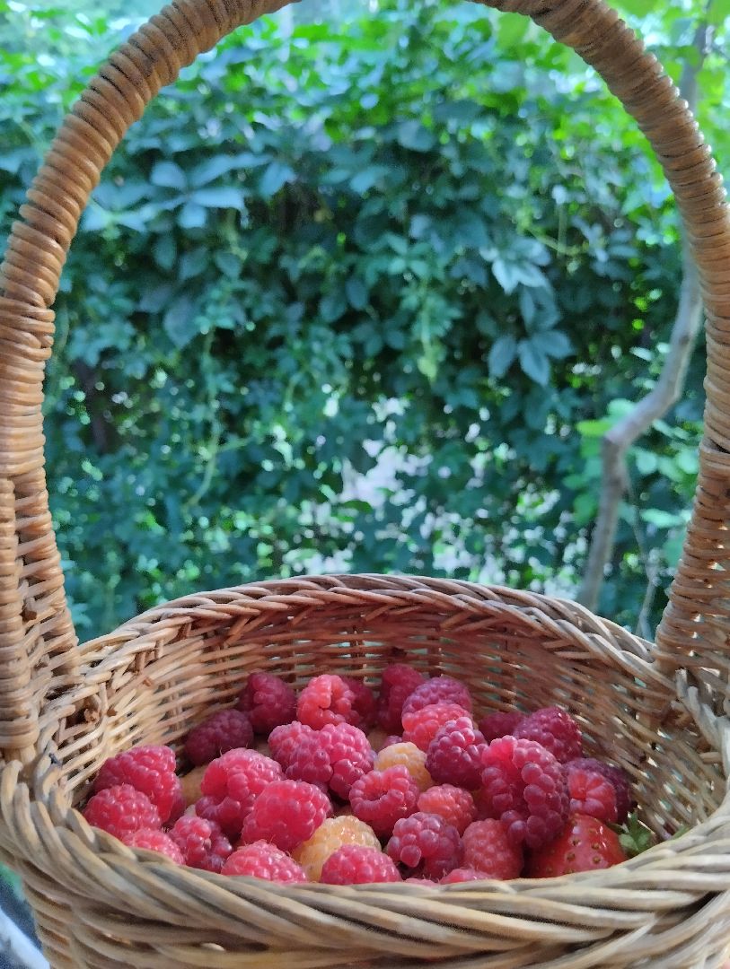 Ягоды, урожай, садоводы, Старая Купавна, Богородский городской округ