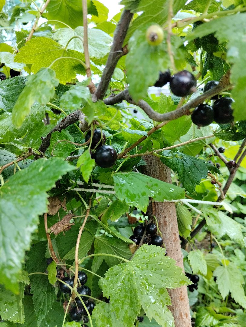 Ягоды, урожай, садоводы, Старая Купавна, Богородский городской округ