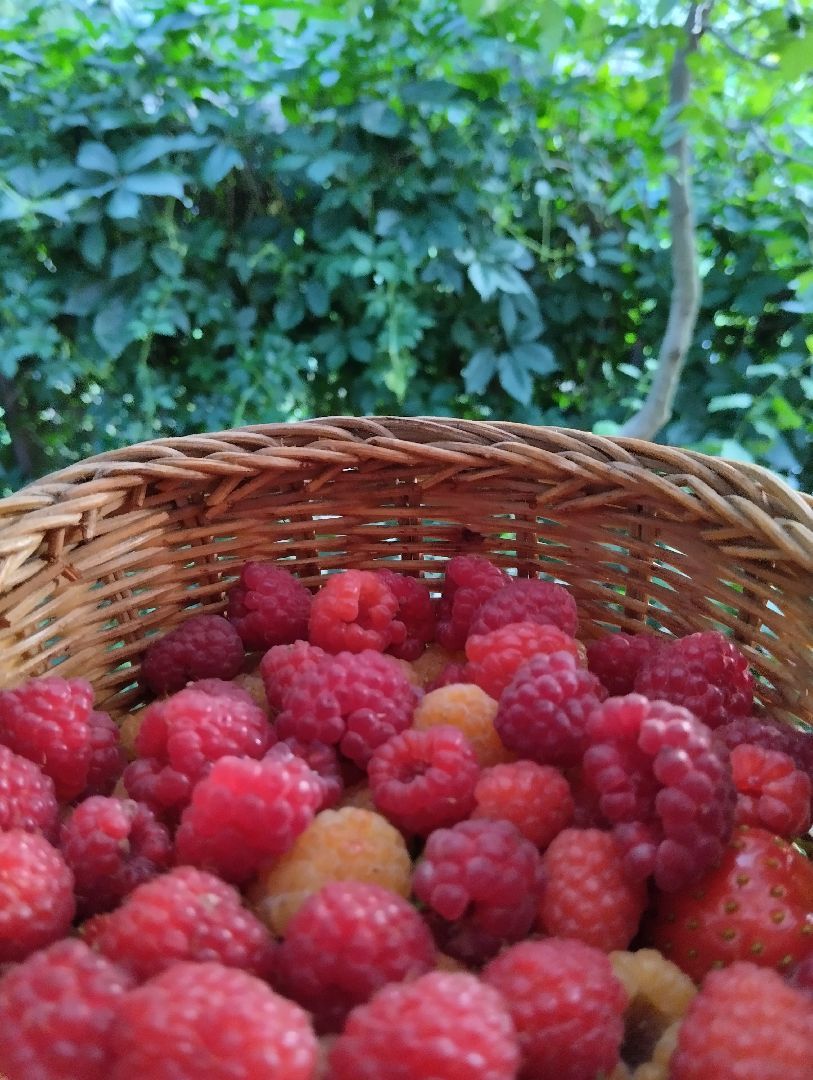 Ягоды, урожай, садоводы, Старая Купавна, Богородский городской округ