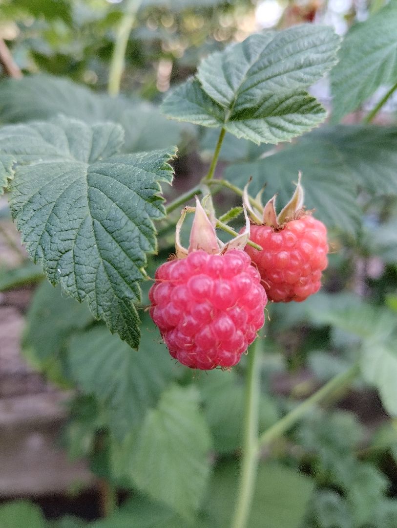 Ягоды, урожай, садоводы, Старая Купавна, Богородский городской округ