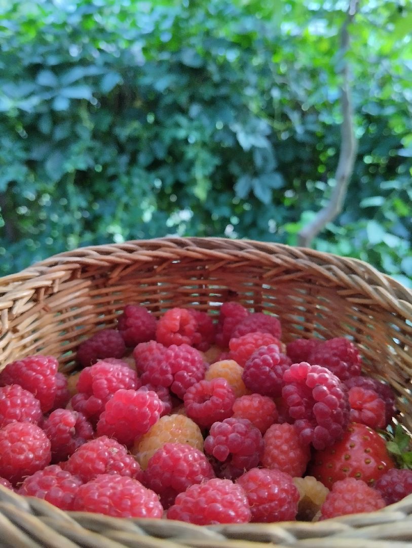 Ягоды, урожай, садоводы, Старая Купавна, Богородский городской округ