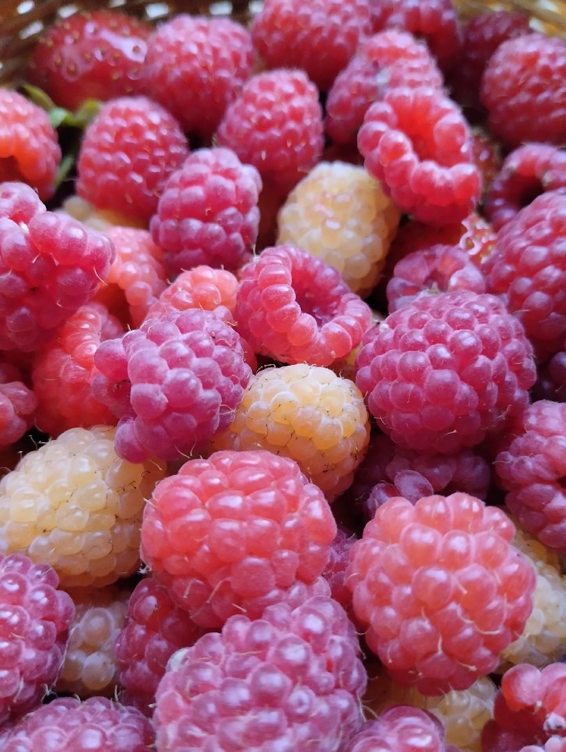 Ягоды, урожай, садоводы, Старая Купавна, Богородский городской округ