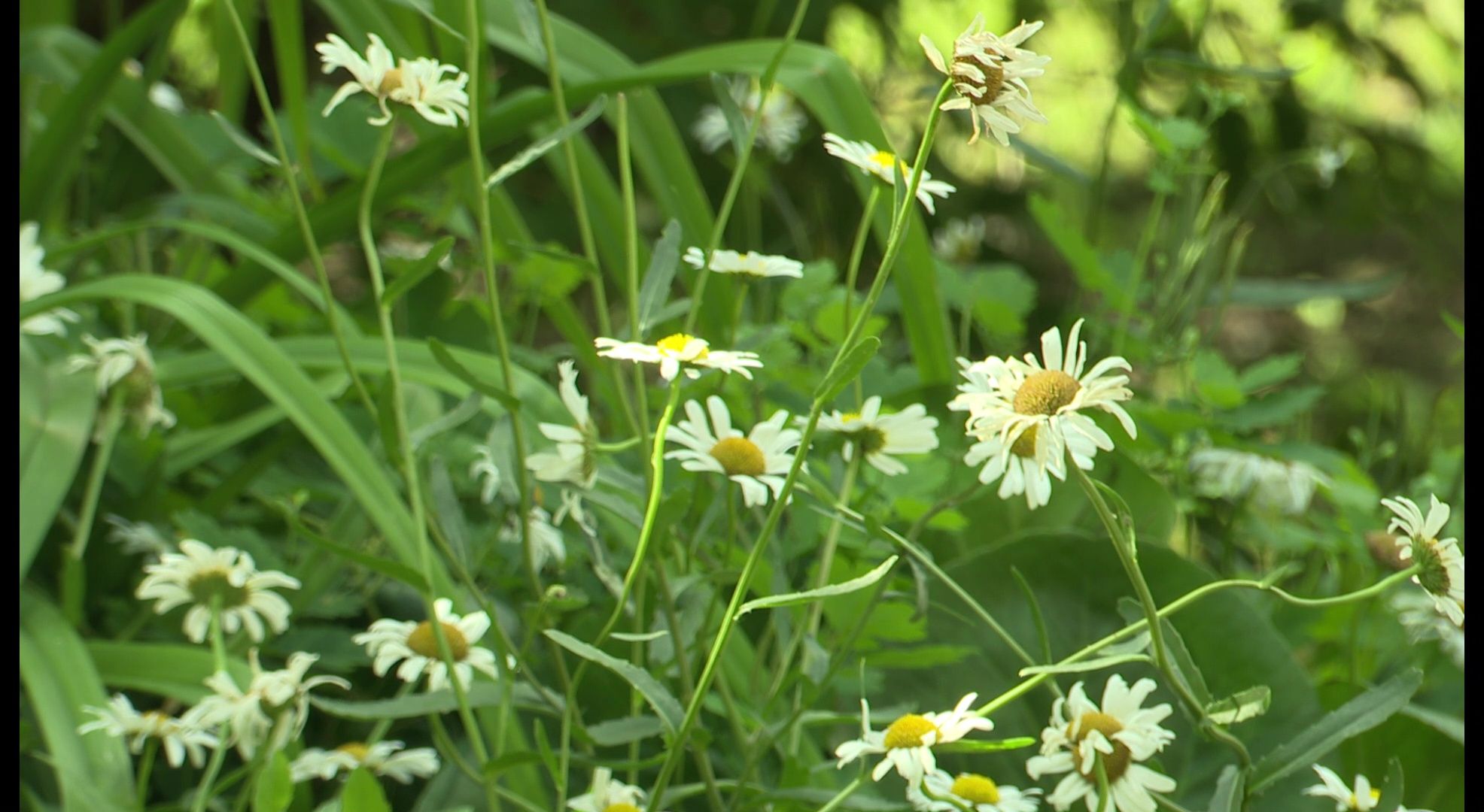 Реутов, конкурс, Лето в Подмосковье, фотографии