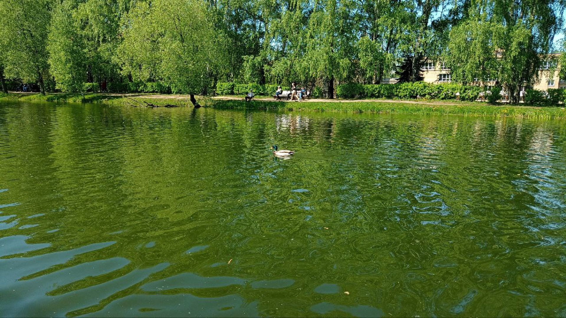 Реутов, конкурс, Лето в Подмосковье, фотографии