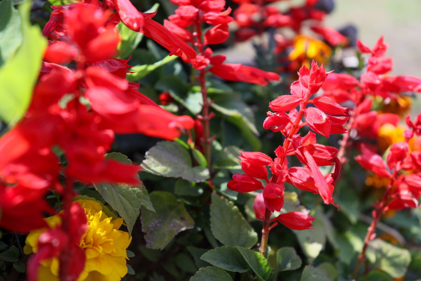 #Рошаль#парк#КрестовБрод#лето#селфи