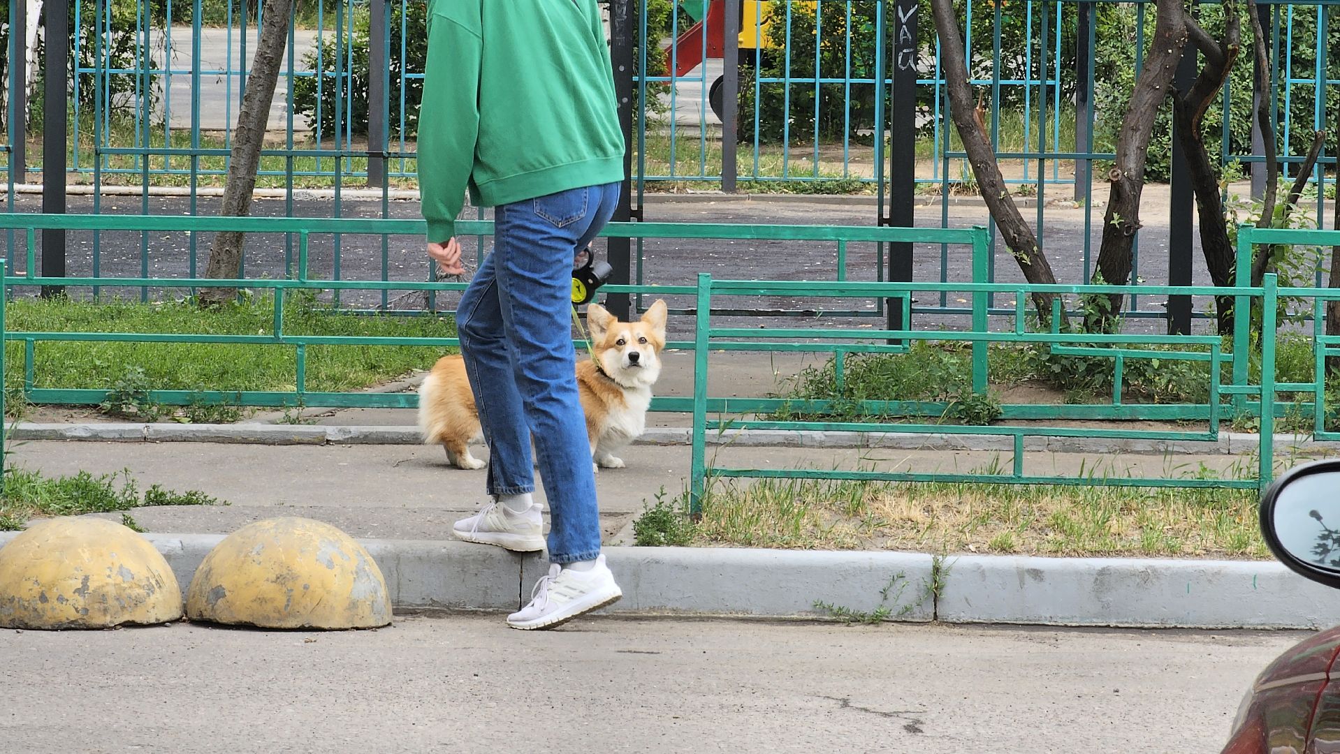 вакцинация от бешенства, выгул животных, Котельники