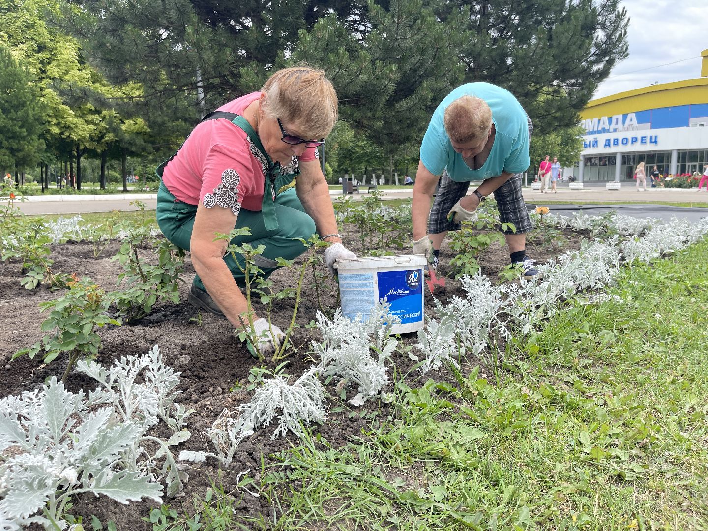 Одинцово, благоустройство, цветы, Роза, герань,