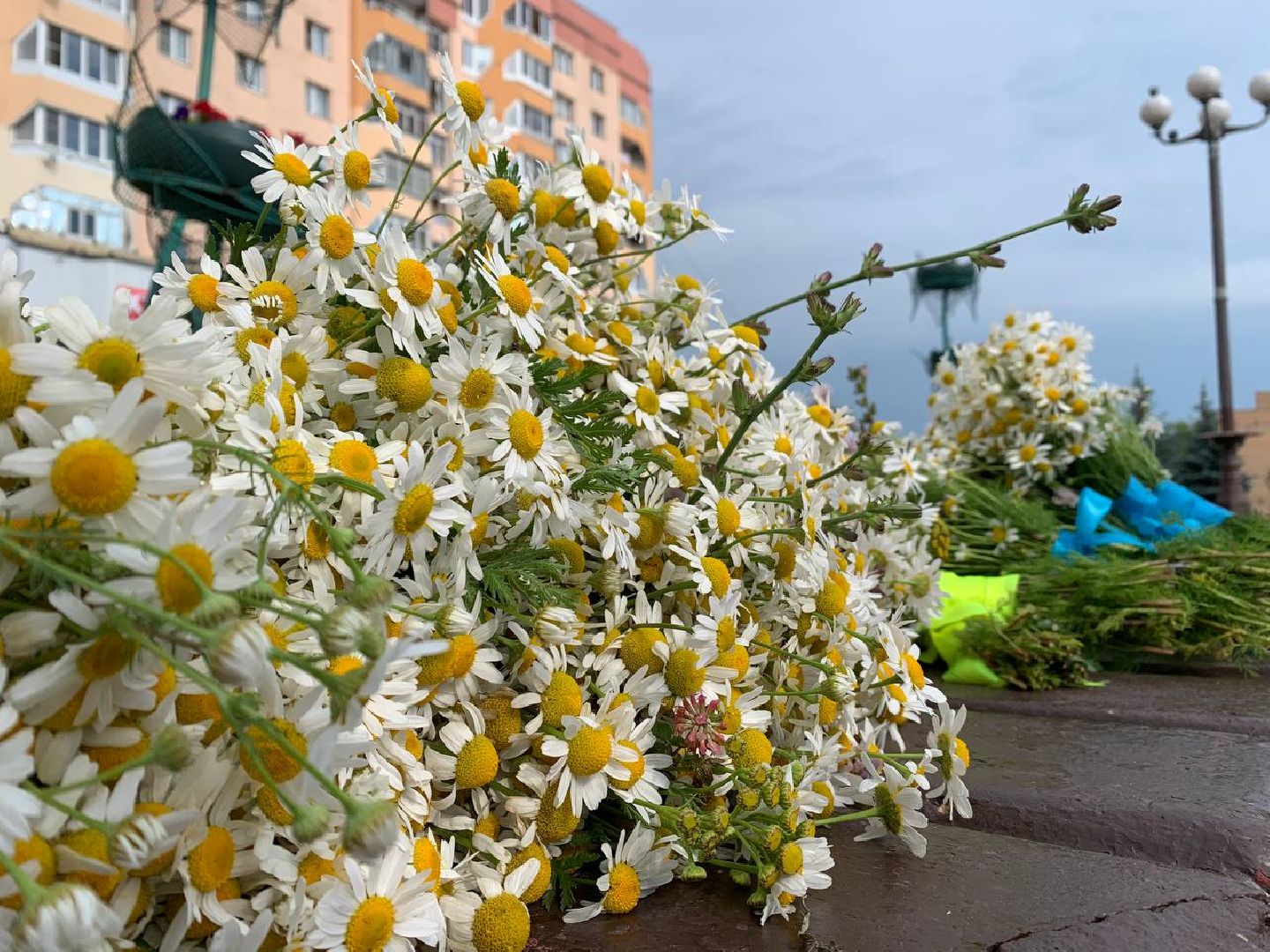 Наро-Фоминск, день семьи, ромашковый праздник, волонтёры Подмосковья, молодёжь Подмосковья