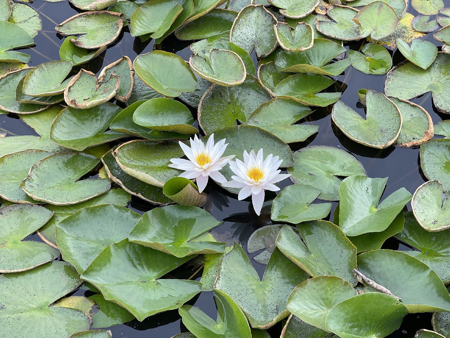 Одинцово, благоустройство, пруд, баранка, лодка, прокат,