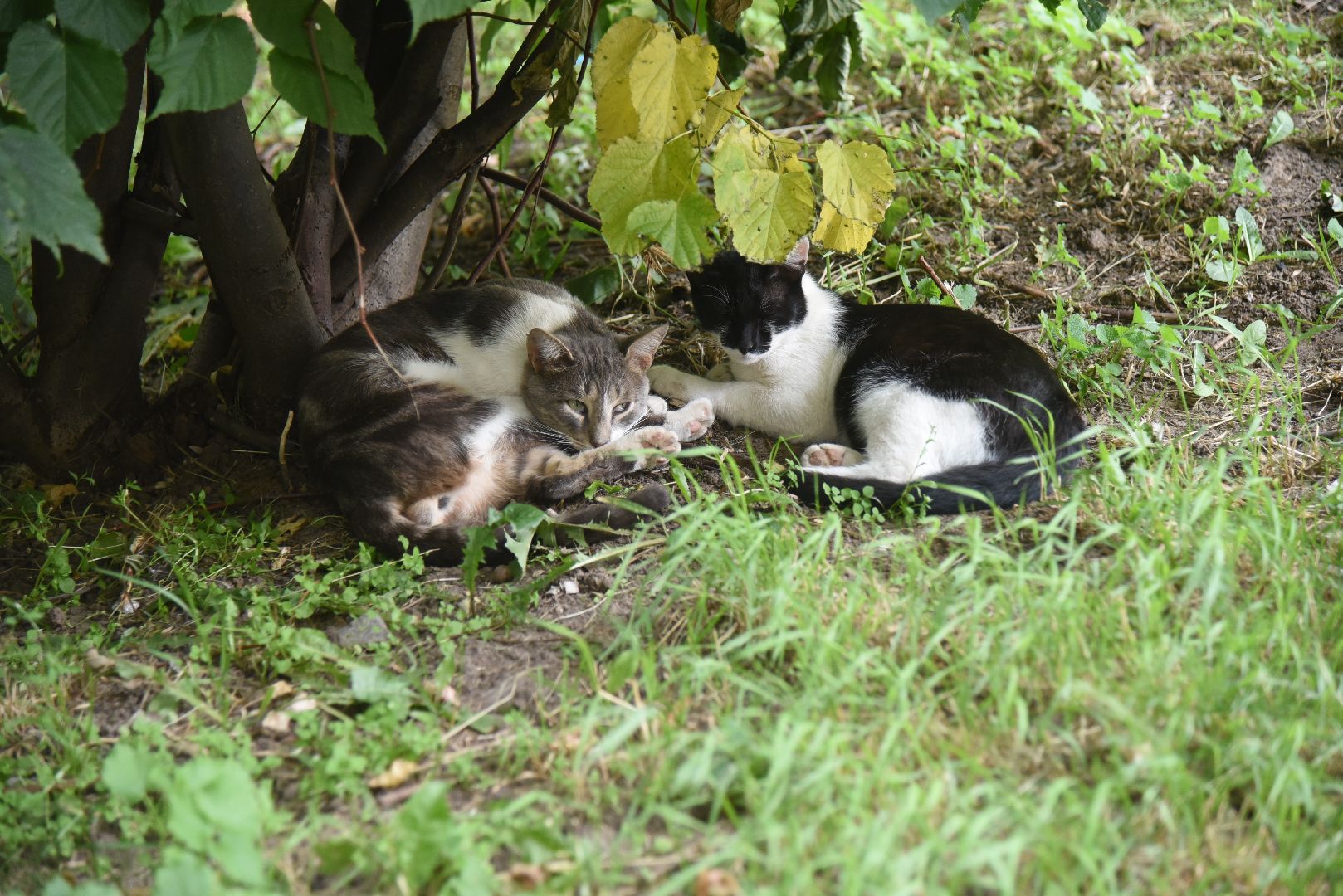 Химки, животные, жара, погода