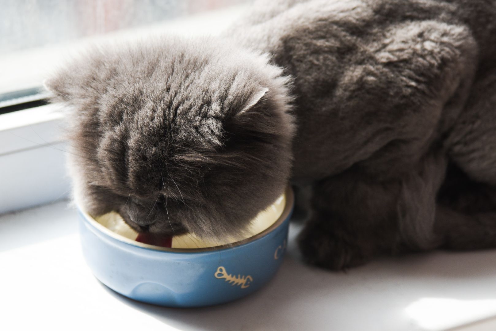 Химки, животные, жара, погода