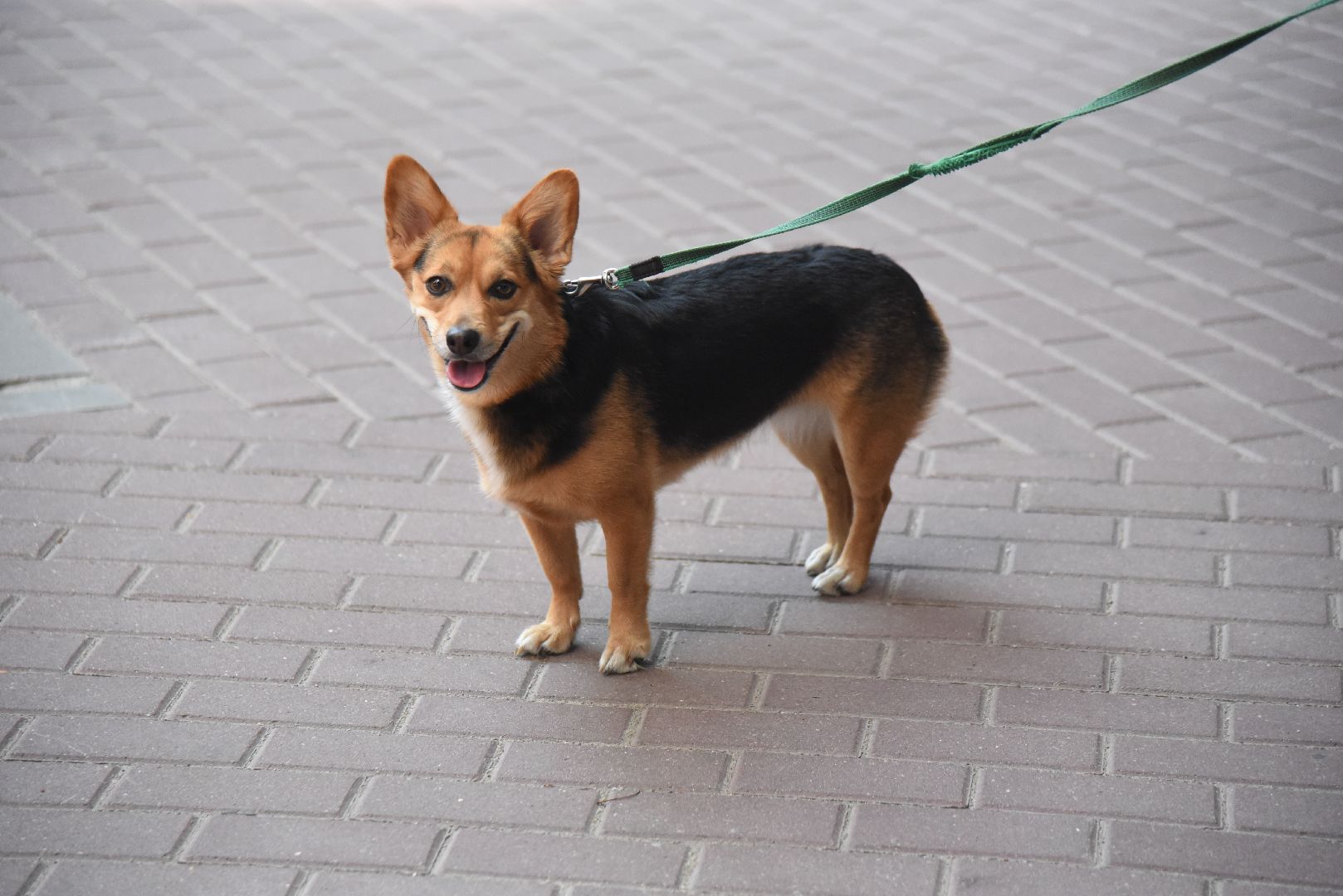 Химки, животные, жара, погода