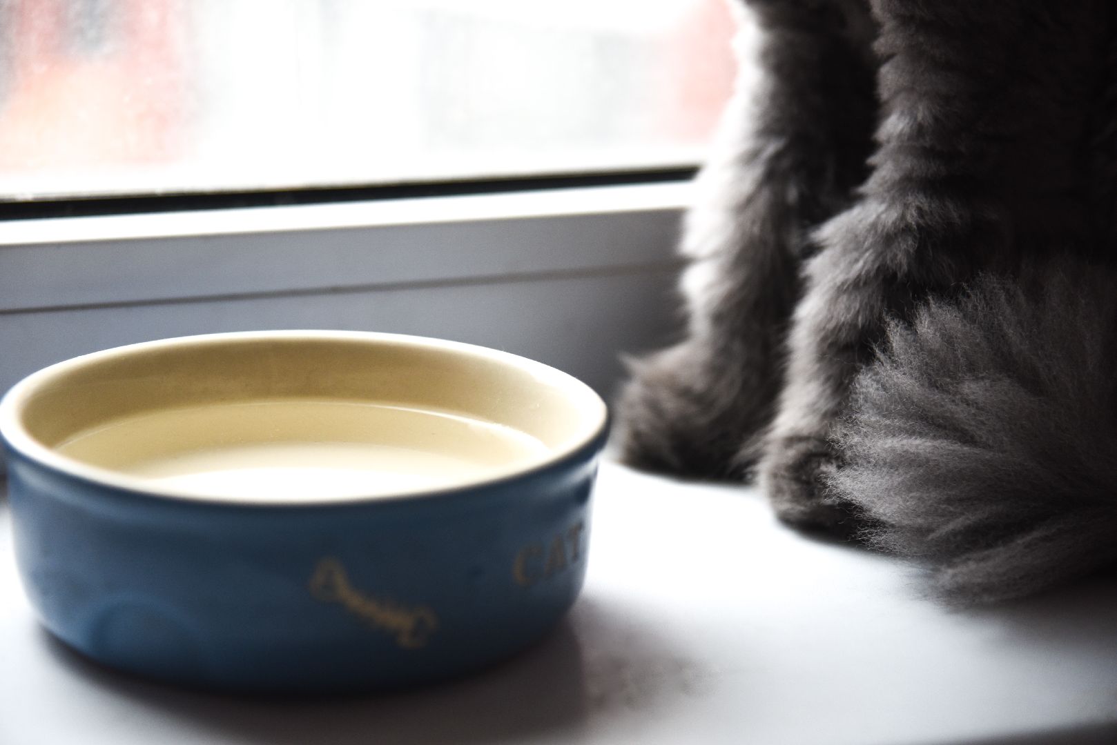 Химки, животные, жара, погода