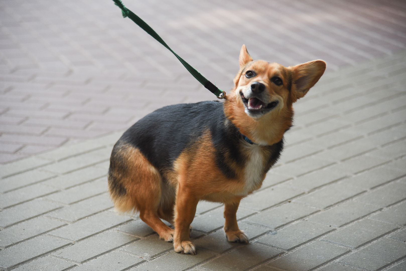 Химки, животные, жара, погода