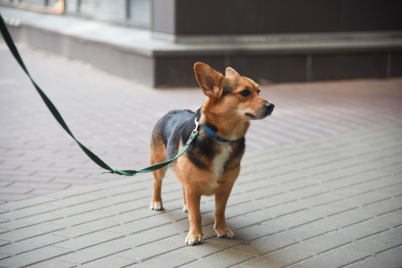 Химки, животные, жара, погода