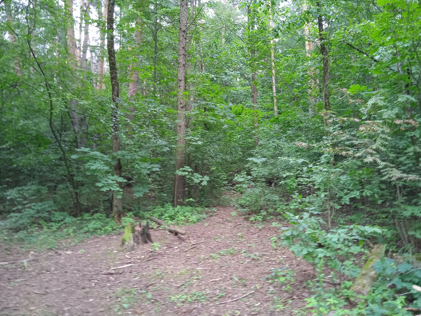 тела, трупы, парк, следственный, комитет