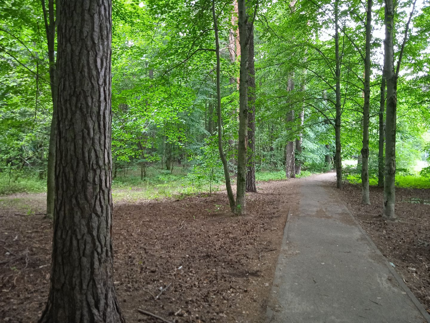 тела, трупы, парк, следственный, комитет