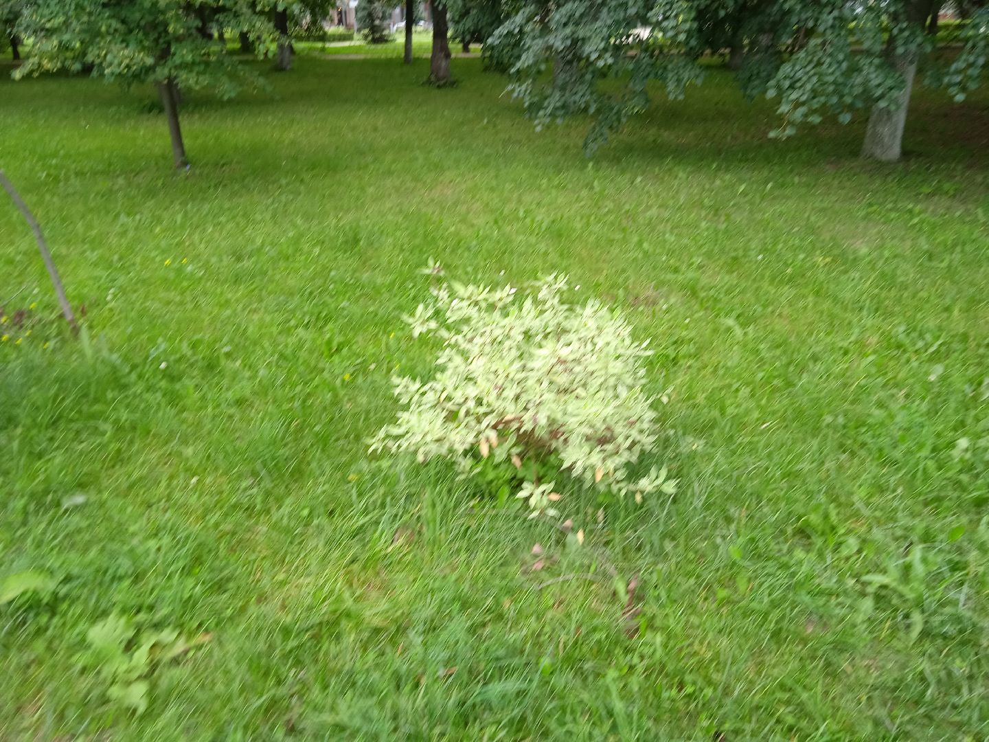 Город-сад, движение, молодая гвардия, волонтёры, растения