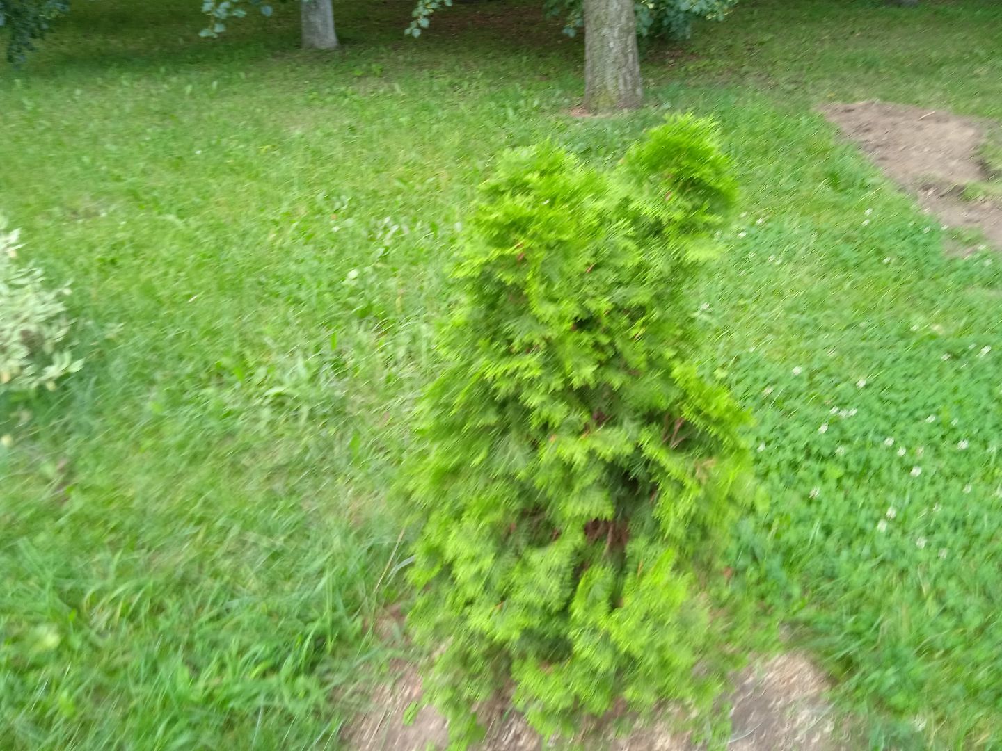 Город-сад, движение, молодая гвардия, волонтёры, растения