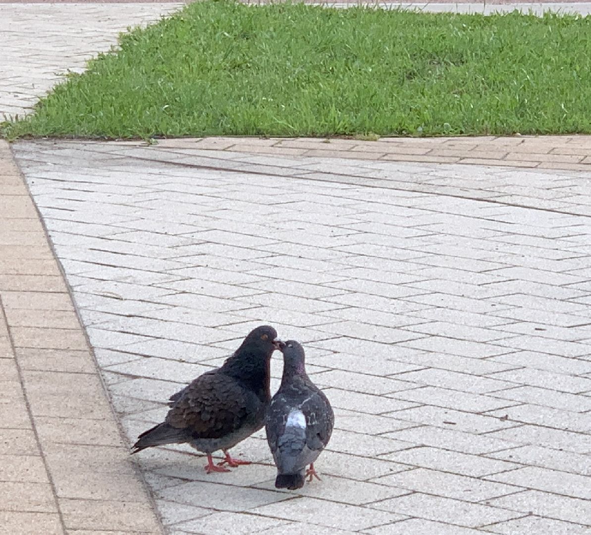 Балашиха, Подмосковье, парки, концерты, День семьи, любви и верности