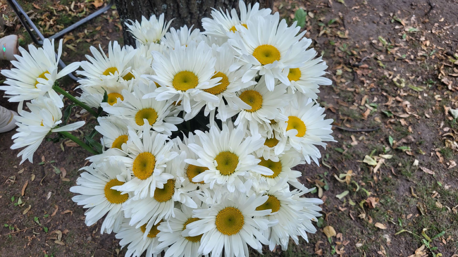 невесты; наряды; видное; парад