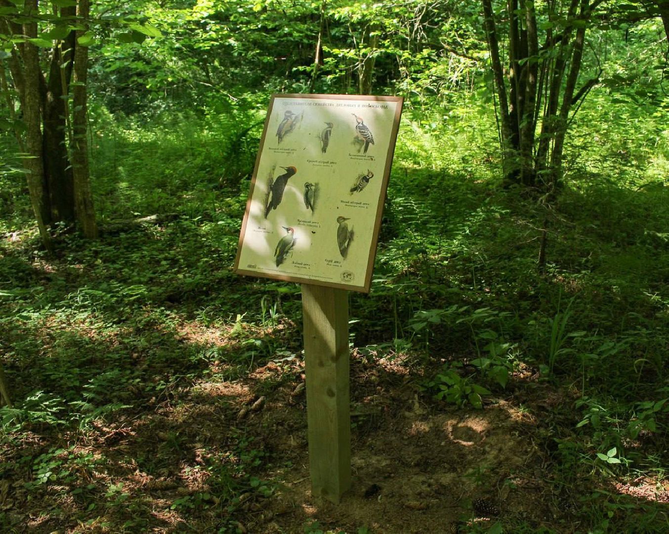 Солнечногорск, Шахматово, туризм, Блок, экотропа